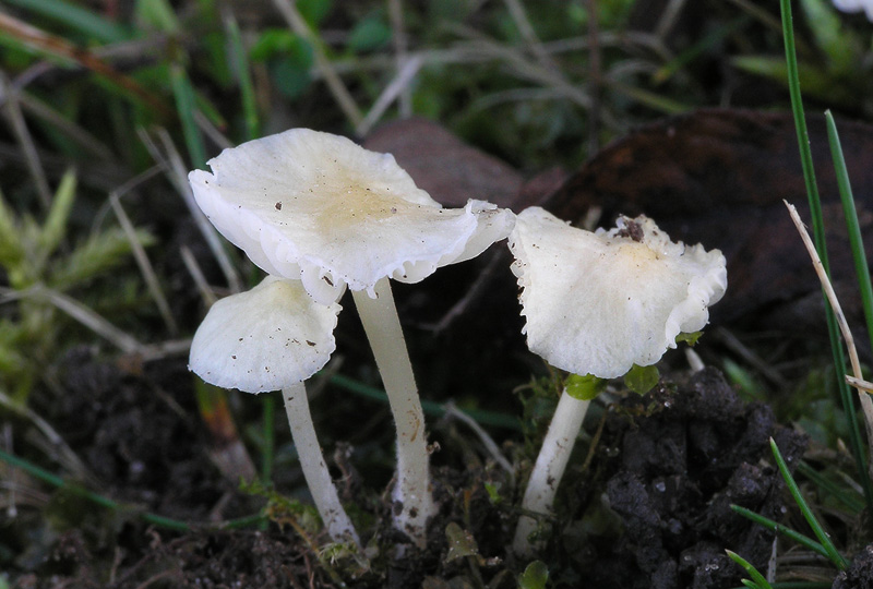 Mycena flavoalba